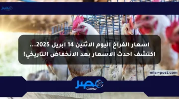 أسعار الفراخ اليوم الاثنين 14 أبريل 2025… اكتشف أحدث الأسعار بعد الانخفاض التاريخي!